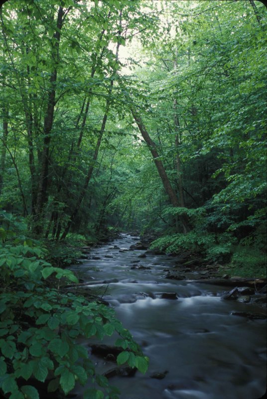 Западная Вирджиния лес
