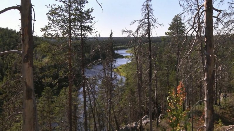Река пижма Ленинградская область
