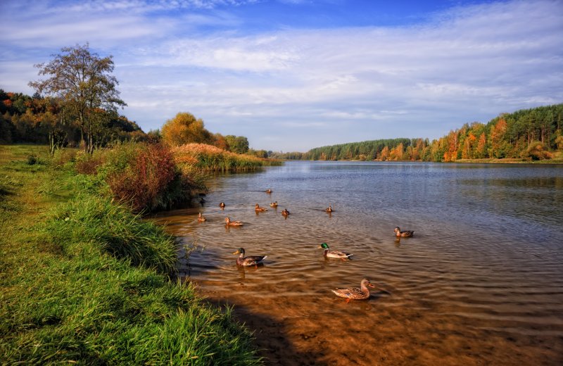 Озеро Птичь Беларусь