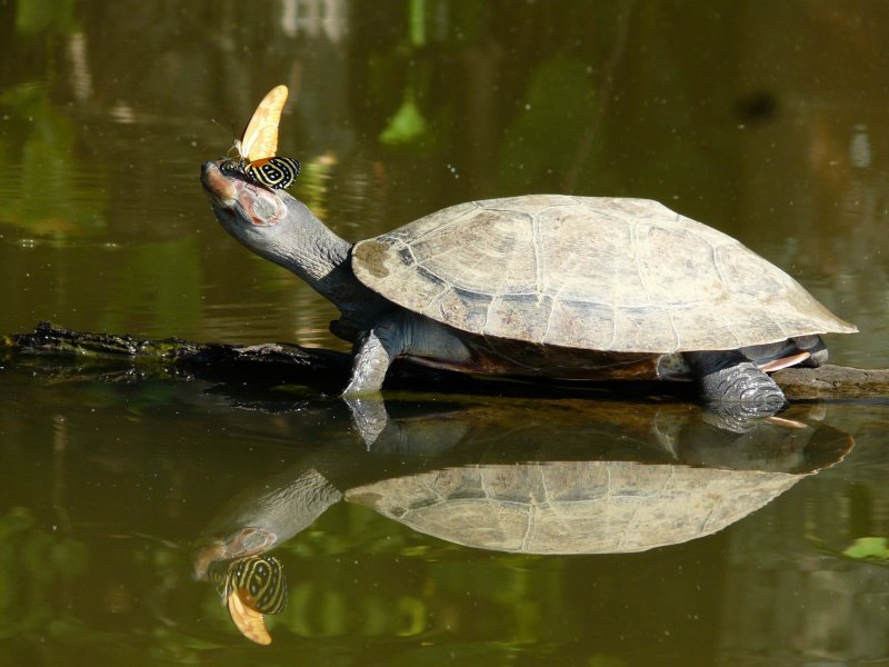 Среда обитания морской черепахи