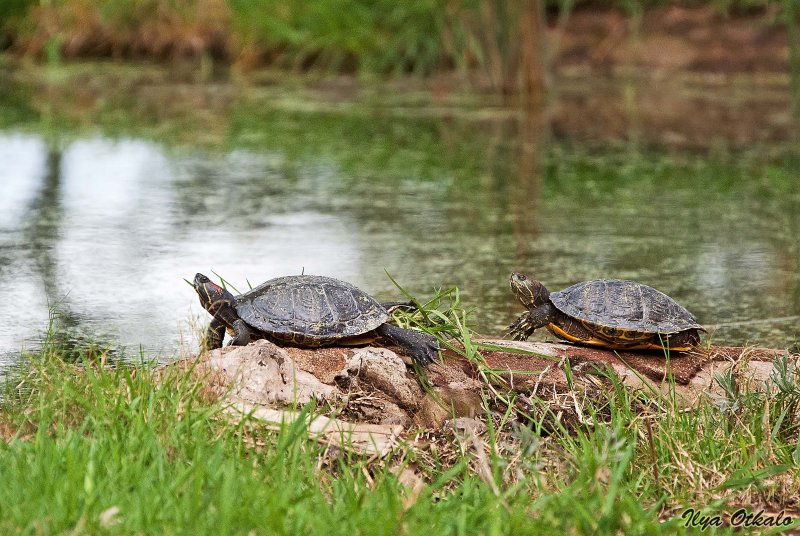 Черепахи в России в дикой природе