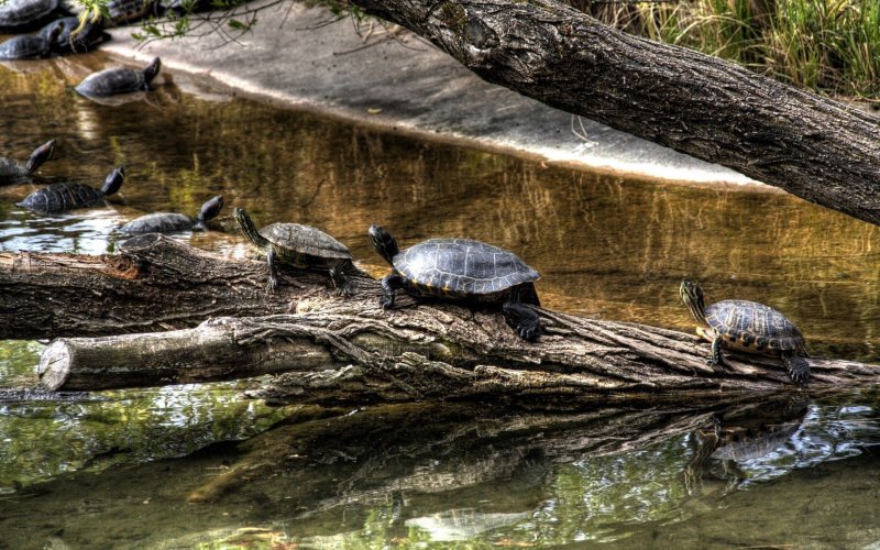 Пресноводные черепахи Коста-Рики