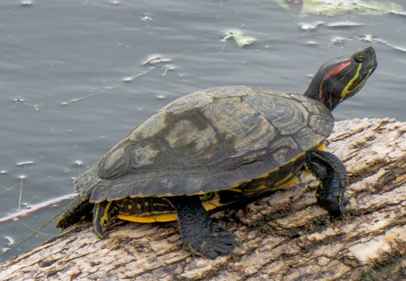 Флоридская Болотная черепаха