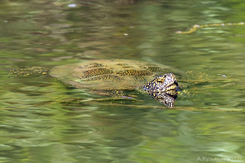 Черепахи в дикой природе