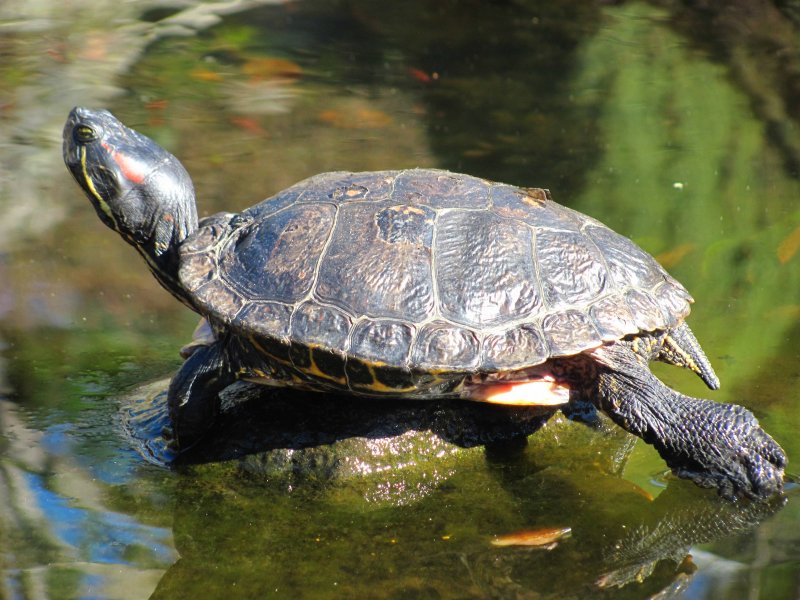 Колхидская Болотная черепаха