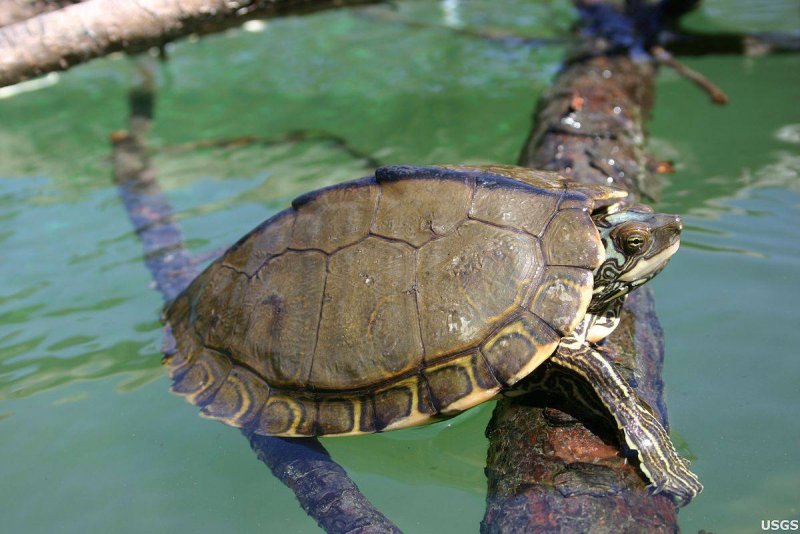 Пресноводные черепахи Коста-Рики