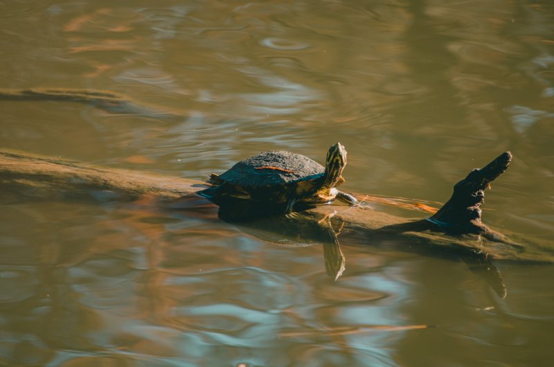 Колхидская Болотная черепаха