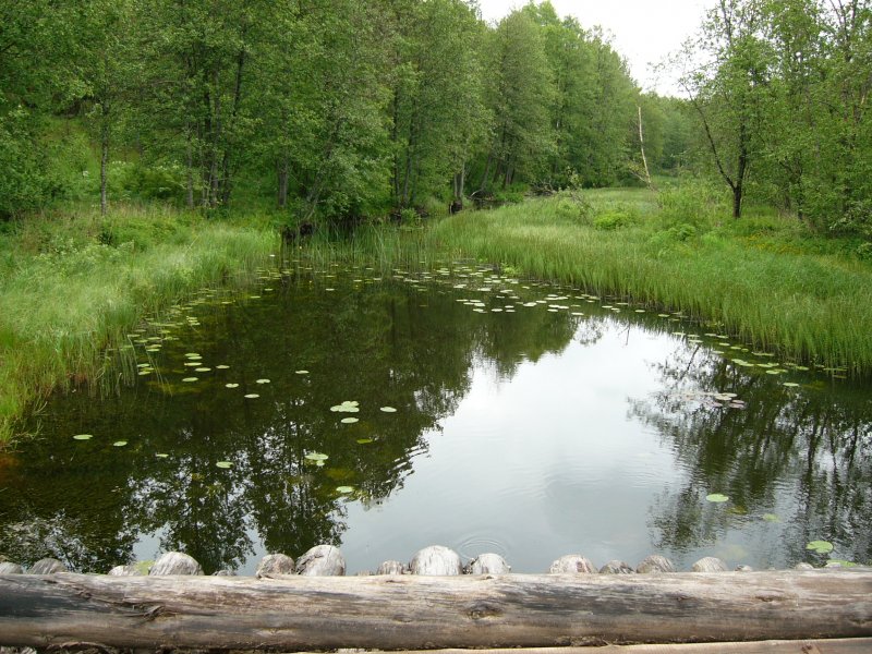 Река Алешинка Новопеределкино парк