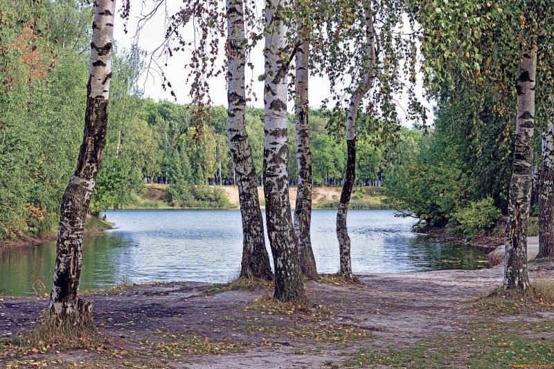 Березовая роща река озеро