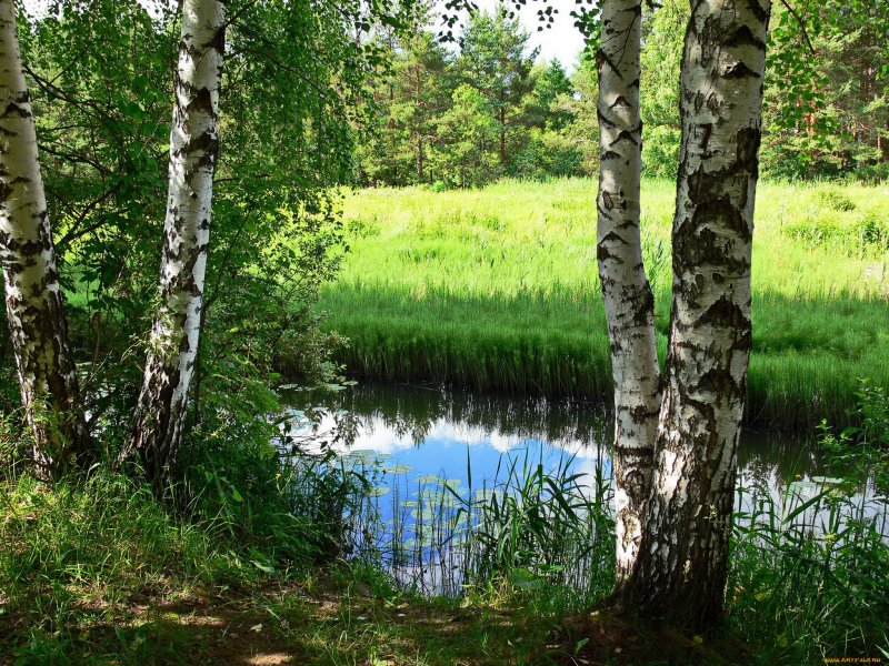Природа с рекам и в России и березками