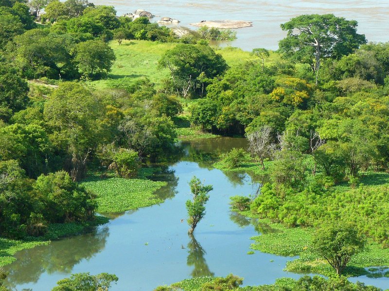 Дельта реки Ориноко Венесуэла
