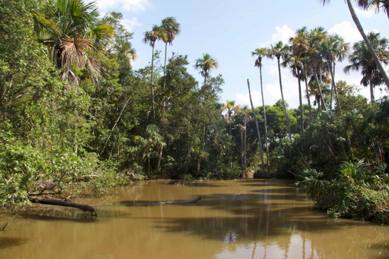 Ориноко река растительный мир