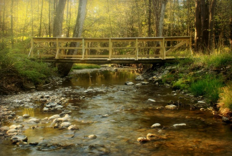 Лес река ручей мостик