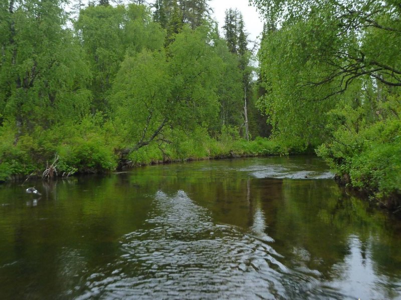 Река Вель Архангельская область