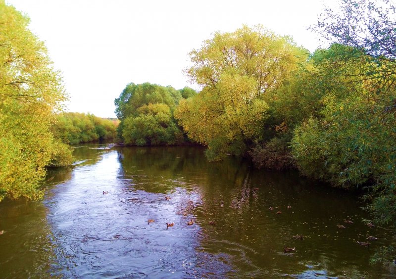 Река Молотычи осенью