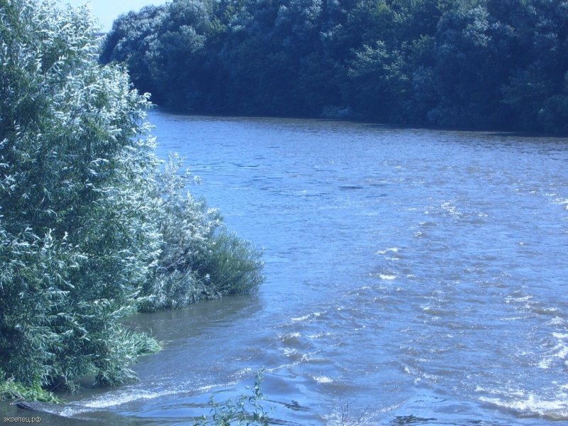 Река сосна Елец