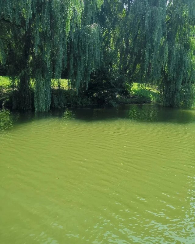 Станица Бекешевская зеленое озеро