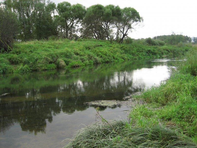 Река Шоша Микулино