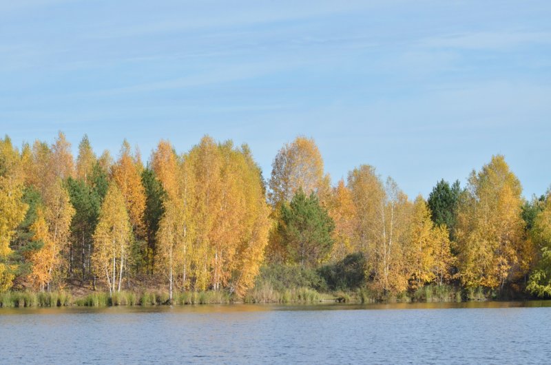 Осенний лес село Троицкое