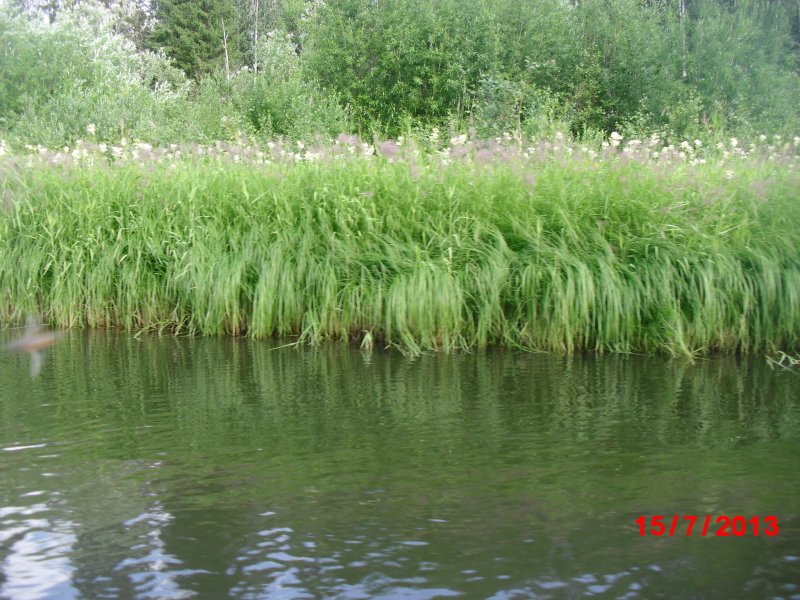 Река Сула в Беларуси