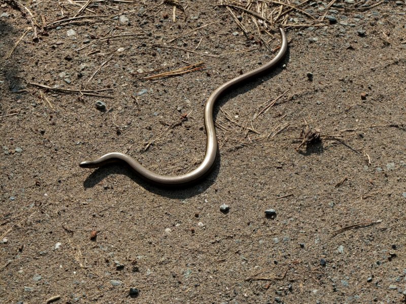 Змея коричневого цвета