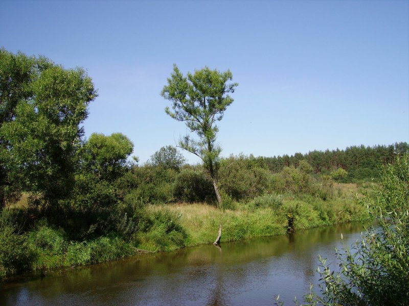 Река Пекша Ярославская область