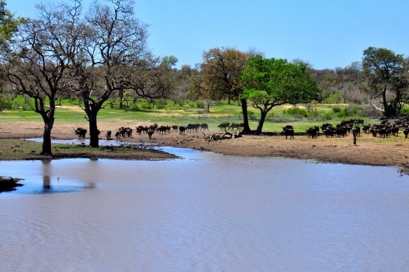 Национальный парк Крюгера в ЮАР