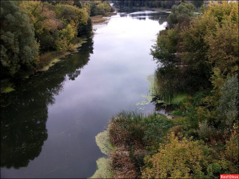 Река Тускарь Курской