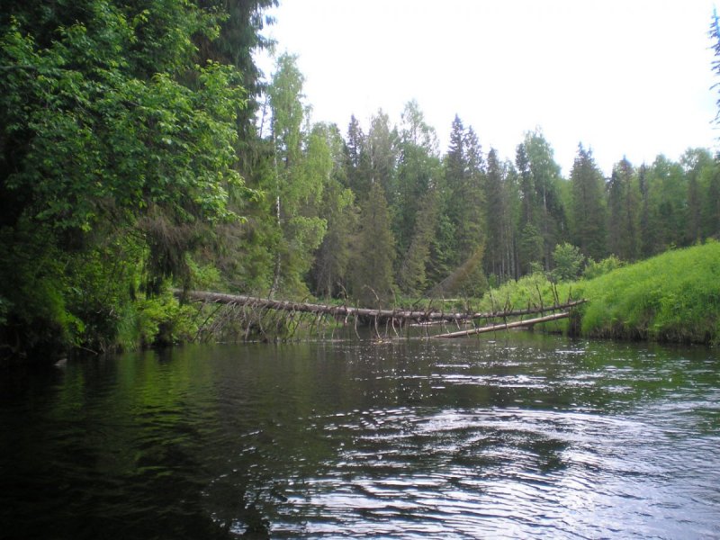 Река Уфтюга Вологодская область