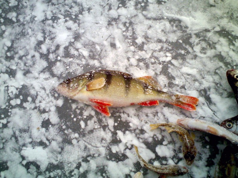 Рыбалка окуня на ангаре зимой