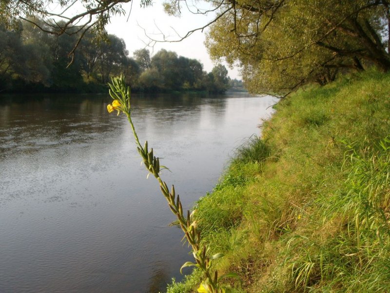 Турея река Мещовск фото
