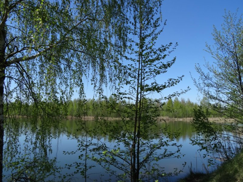 Река Вихолка Брянская область