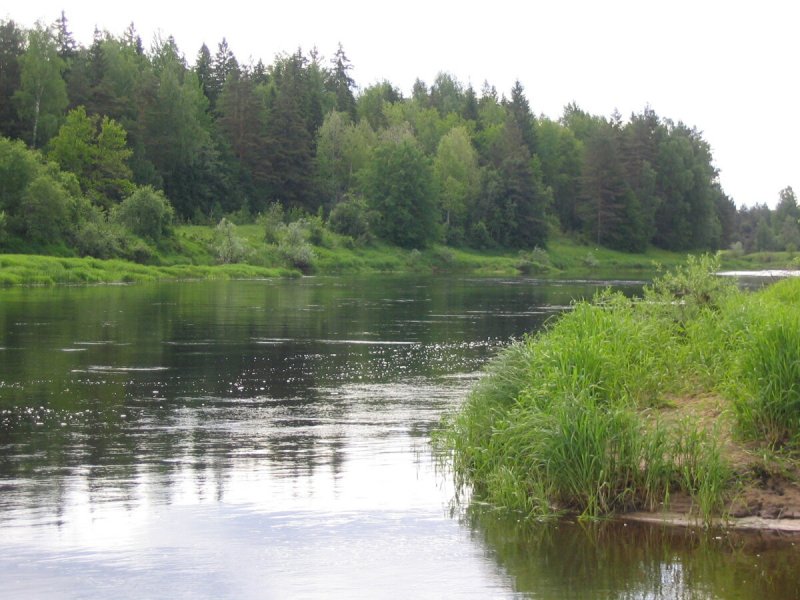 Река Молога Череповец