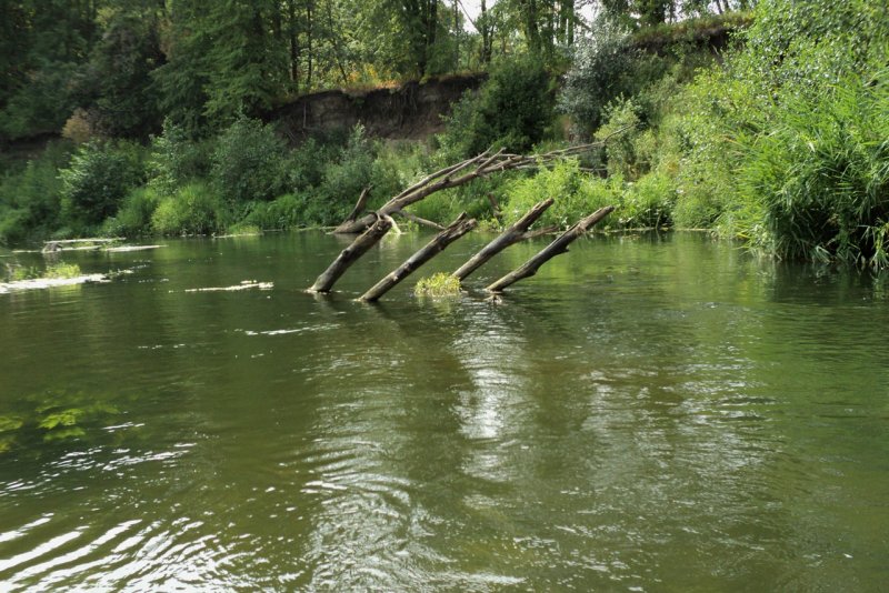 Река Медведица Тверская область