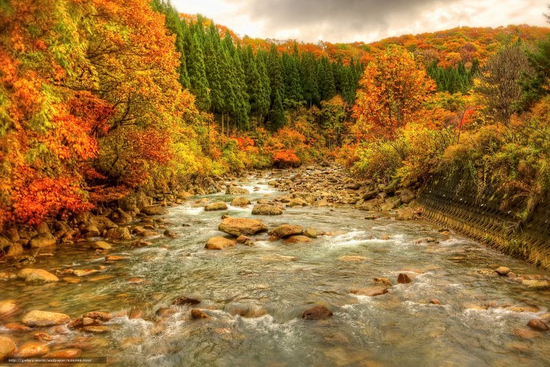 Осень в лесу Абхазии