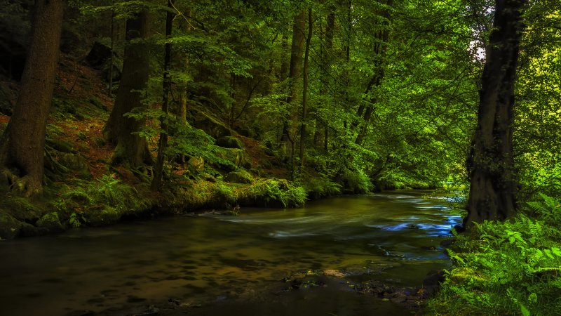 Природа лес ручей река