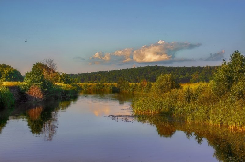 Река болото
