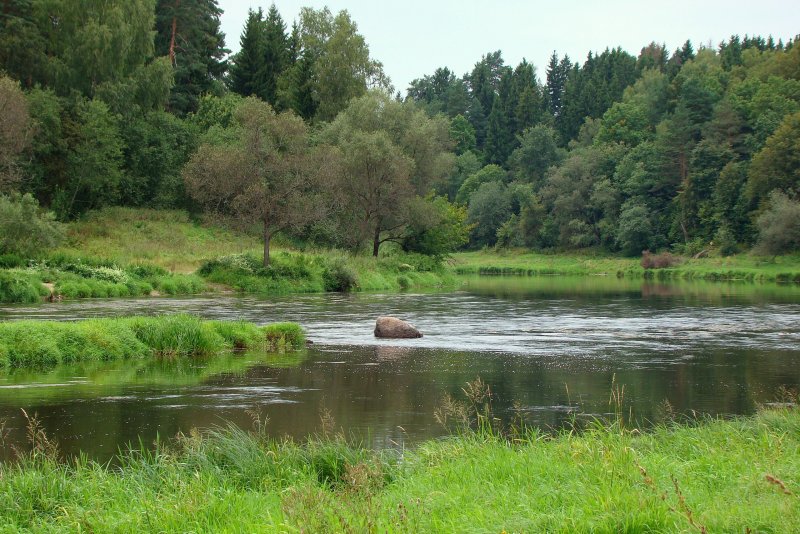 Руза река лес