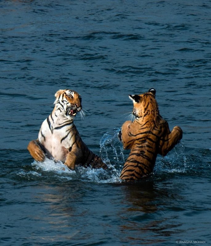 Амурский тигр у реки