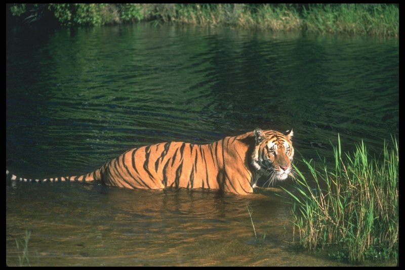 Река Амур тигры