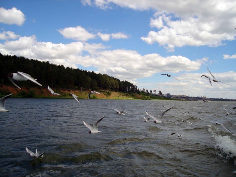 Чайки на реке Волга