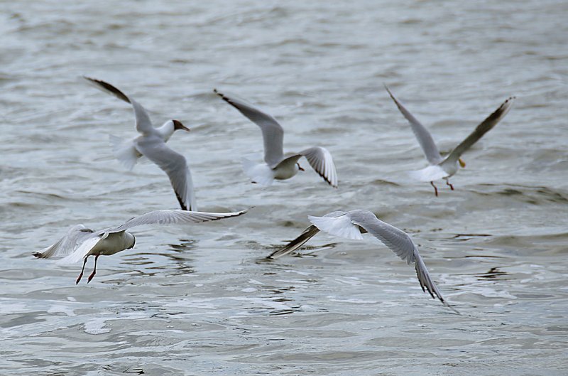 Чайки на озере Таймыр