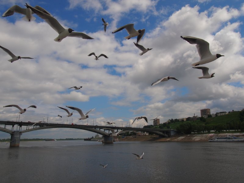 Чайки в Нижнем Новгороде