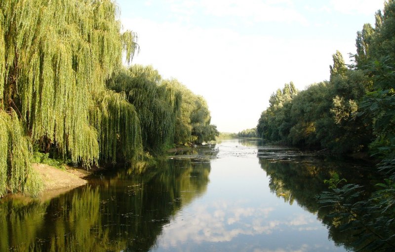 Ивы у реки Кубань