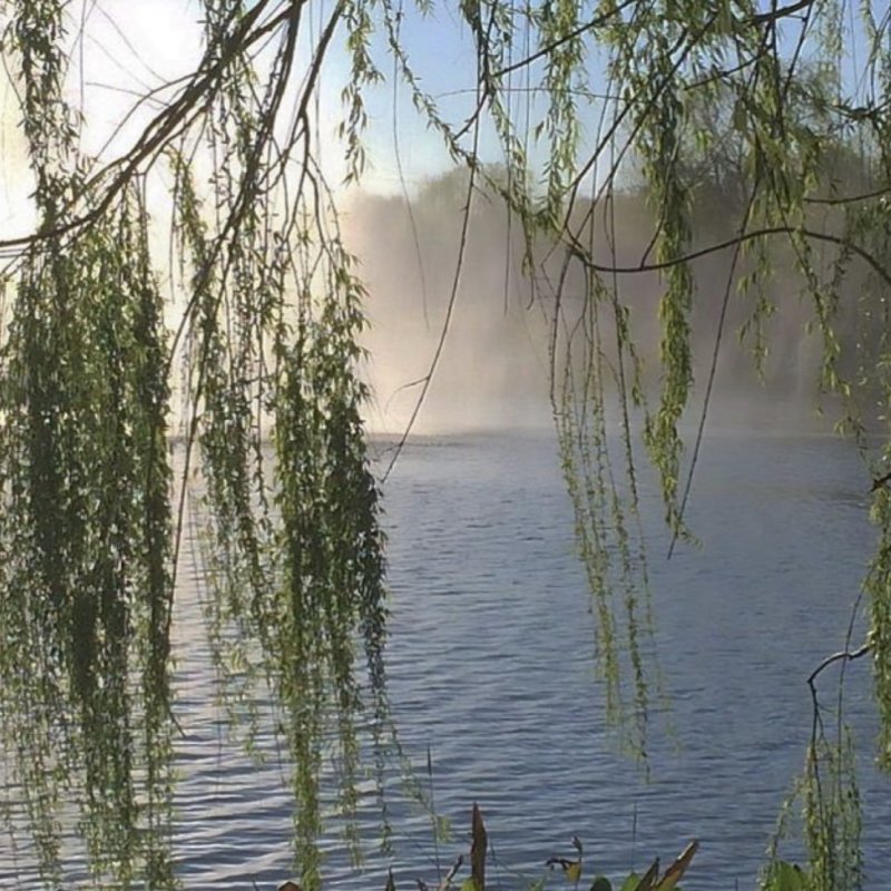 Плакучая Ива у озера