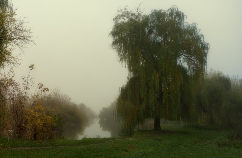 Плакучая Ива в тумане