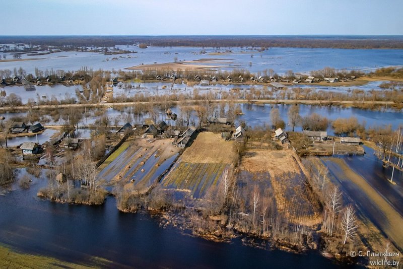 Разлив на реке Припять