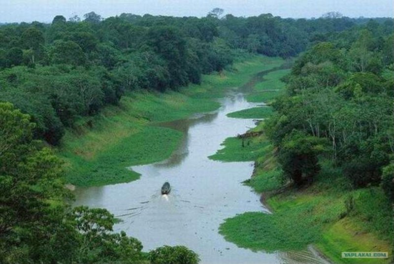Амазонка река Флора и фауна