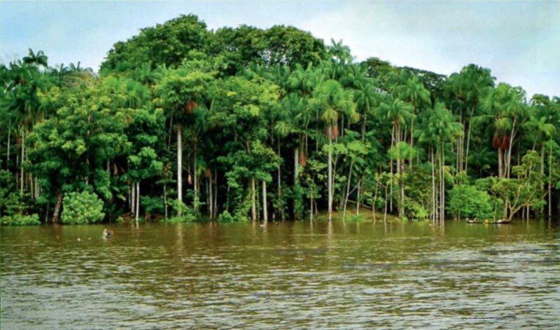 Эстуарий реки Амазонка