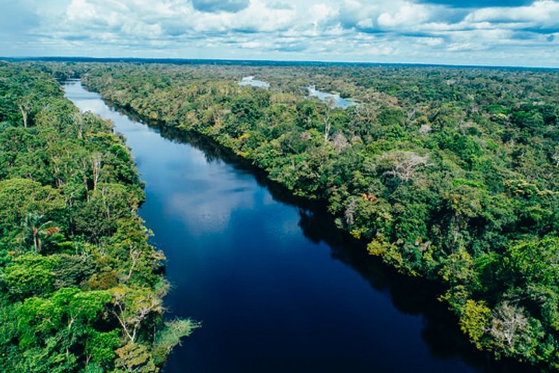 Бразилия Амазонская Сельва